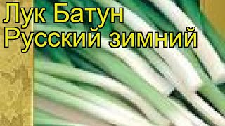 Лук батун Русский зимний. Краткий обзор, описание характеристик, где купить семена Russkiy zimniy