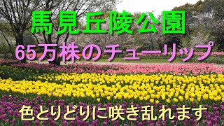 馬見丘陵公園　65万株のチューリップ　色とりどりに咲き乱れます