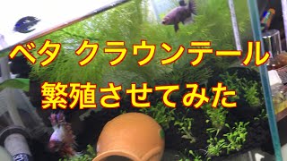 ベタ　クラウンテール　繁殖