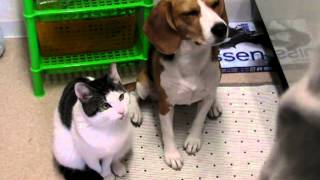 ビーグル犬うにと拾われっこ猫みーこ   beagle \u0026 cat