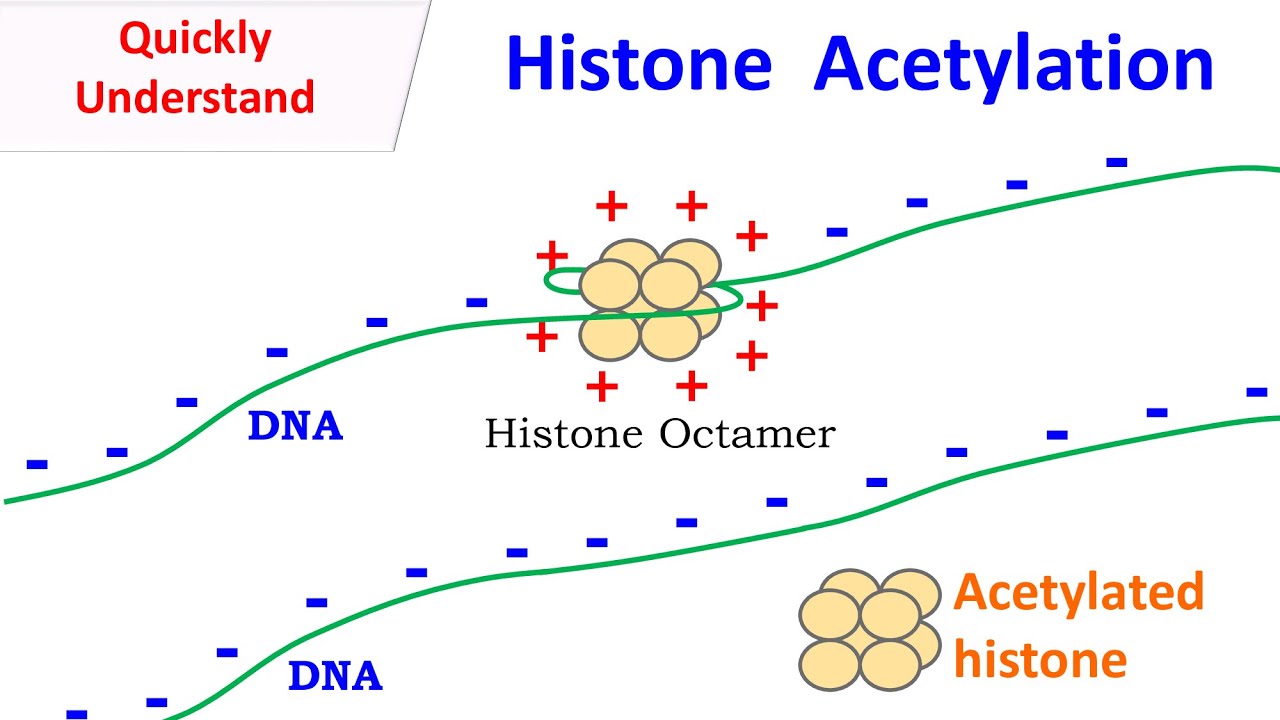 Histone Acetylation Youtube