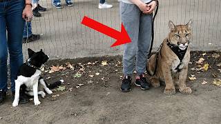 Watch this and YOU WILL DIE LAUGHING with these FUNNY ANIMALS😁