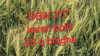 wheat  DBW 377  KARAN BOLD MP KE LIYE release verity