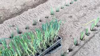 Planting leek seedlings