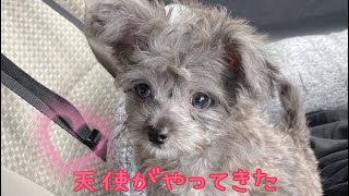 【ブルーマールのチワプー成長記録】生後２ヶ月の天使がやってきた✨