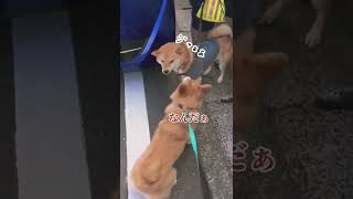 【犬アテレコ】かつてのコーギーと柴犬 #犬のけんか