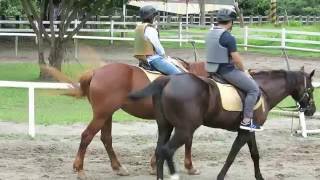 遊客在后里馬場騎馬過程~