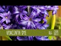 HOW TO MAKE NATURAL DYE WITH HYACINTH | ORGANIC COLOR | BLUE VIOLET PINK |  BOUQUET | RECYCLE