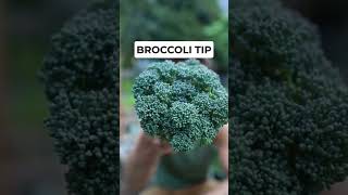 FINALLY Beautiful Broccoli Heads! #howtogrowbroccoli #broccolitips #growingbroccoli