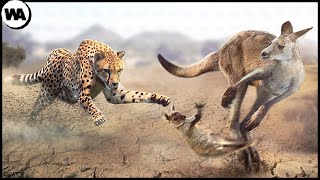 The Reason Why Kangaroo Abandons Its Baby to Predators