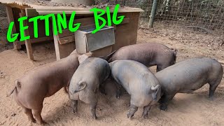 EASY to BUILD PIG FEEDER