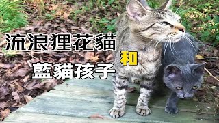 瘦弱的蓝猫宝宝，它的妈妈却是一只狸花猫！