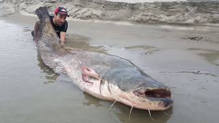 Massive Catfish 250 pound Monster Fish by Catfish World