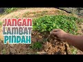 Anak pokok DURIAN BELANDA lewat pindah polibeg