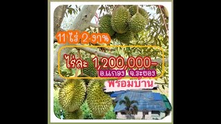 Ep.164 #ขายที่ดิน ขายสวนทุเรียน พร้อมบ้าน 11 -1-57 ไร่ อ.แกลง ระยอง/099-1105495