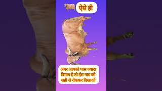 अगर आपको पास ज्यादा दिमाग है तो मुझे जोड कर दिखाओ #comedyvideo #buffalow #animalsounds #buffalo #ast