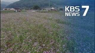 들판 가득 코스모스 향기…‘가을꽃 축제’ 장관 / KBS뉴스(News)