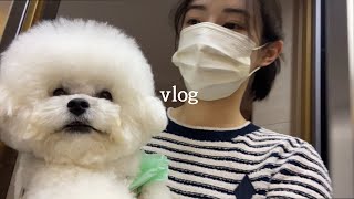 강아지 세마리 키우는 일상 브이로그 vlog