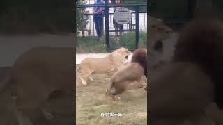 Tiger and lion fight, their respective families