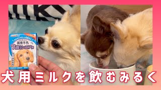 【ASMR】🐶犬用ミルクを飲むチワワが可愛いwww #shorts #dog #Chihuahua【mero\u0026milk】