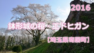 鉢形城の桜・エドヒガン 2016【埼玉県寄居町】