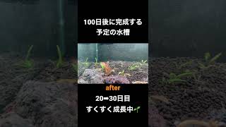 100日後に完成する予定の水槽【クリプトコリネ】4