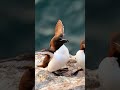 razorbill the seabird that returns to land only for breeding