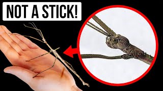 25+ Extreme Bugs You Can Look, but Don't Touch
