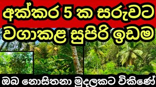 අක්කර 5 ක සරුවට වගාකළ ඉඩම ඔබ නොසිතනා මුදලකට විකිණේ | Agriculture land| Aduwata idam | Aduwata niwasa