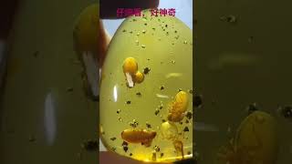 神奇的虫珀世界 #缅甸琥珀 #翡翠 #缅甸翡翠直播 #海底