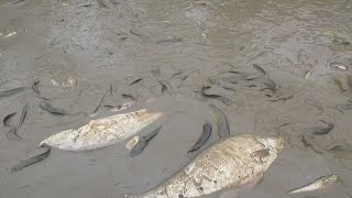 มาเป็นฝูง..จับฝูงปลาแบบไม่หวาดไม่ไหวเยอะมาก-Catching cat fish a lot in mud-DUM TV