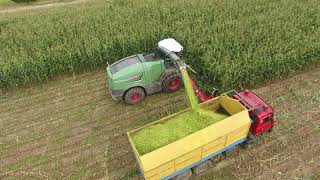 FENDT KATANA 85 + 3 x TATRA - HARVEST OF CORN / SKLIZEŇ KUKUŘICE ZS DYNÍN.