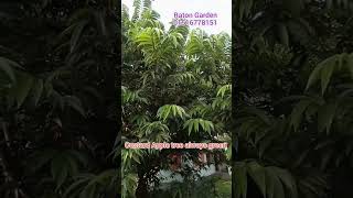 Common fruit Custard apple tree view #Raton_Garden