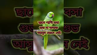 #ছাদে পাখি বসা#শুভ না অশুভ#আসুন জেনে নেই#