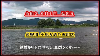 令和２ ９月１日  鮎釣り  魚野川小出友釣り専用区