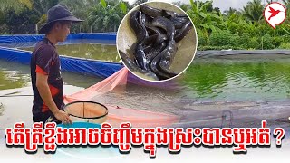 តើត្រីខ្ជឹងអាចចិញ្ចឹមក្នុងស្រះបានឬអត់? | កម្មវិធីកសិកម្ម