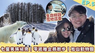 【北海道旅行 冬季】旭川美瑛絕景之旅 旭山動物園 必看冬日限定企鵝散步｜ 難忘七星美瑛絕景 冬日拼布之路 ｜七星之樹 MILD SEVEN之丘 親子之木｜噹遊列國．旭川美瑛