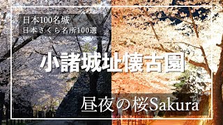 「小諸城址懐古園」見事な昼夜の桜