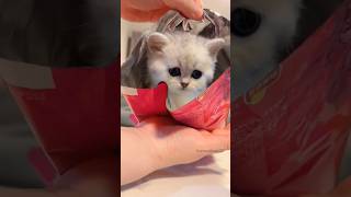 sweet kittens videos 😻😸#shortvideo #cat #trending #cutecat #viral #catvideos #catlover #shorts