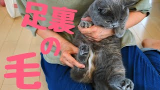 [ミヌエット 猫]猫の足の裏の毛をカットしてみた