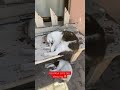 İstanbul cats are sleeping #shorts