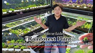 ไซส์เล็กแต่ราคาไม่เล็ก! “Rainforest Plant” ร้านขายไม้น้ำ เริ่มจากความชอบ ต่อยอดขายสู่ต้นละหมื่น