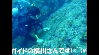 2012.05八丈島.wmv