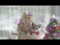 cozy christmas cat lullabies 🎅 soothing winter holiday tunes to help your anxious cat find peace 😺 ⭐