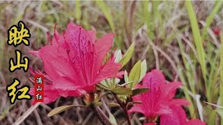 映山红又名满山红，可以直接吃的花，又是做盆景的好宝贝！