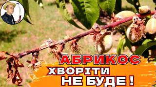 ВІД МОНІЛІОЗУ: Чим Замінити, Як Обрати Препарат Для Захисту Абрикоса та Персика Від Хвороб