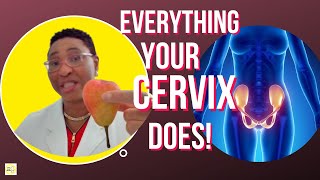 Difference Between Cervix And Uterus | Cervix Explained