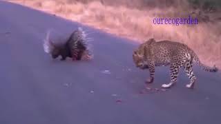 Lion vs Buffalo Bull fight back Leopard vs Wild Boar Lion attacks animal Nature Wildlife