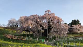 朝陽があたって綺麗です！満開です三春滝桜　福島県三春町にて　2022年4月13日