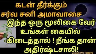 கடன் தீர்க்கும் சனி அமாவாசை! இந்தஒரு மூலிகை வேர் வீட்டில் வையுங்க!பணம் புரளும்!கோடீஸ்வர யோகம் வரும்🙏